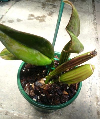 when-to-repot-orchids-orchid-after-repotting-orchids-for-dummies