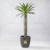Madagascar Palm Houseplant- VIP Online flower Shop