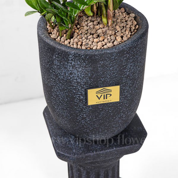 Zamiifolia Houseplant- VIP Online flower Shop