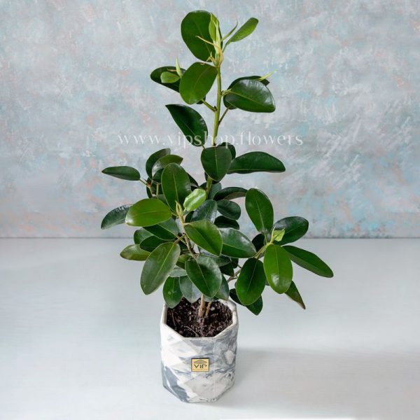Ficus Houseplant- VIP Online flower Shop