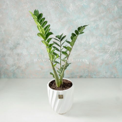 Zamiifolia Houseplant- VIP Online flower Shop