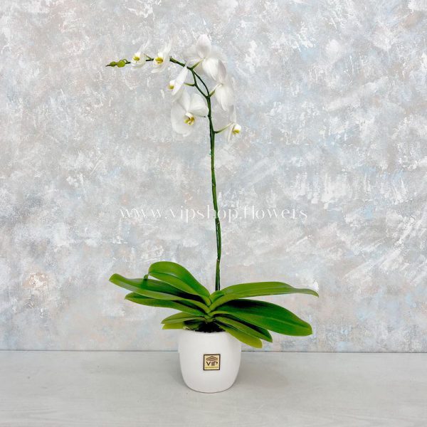 Orchid Houseplant- VIP Online flower Shop