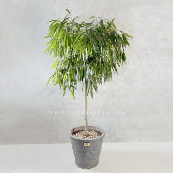 Ficus Amstel Houseplant- VIP Online flower Shop