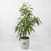 Ficus Amstel Houseplant- VIP Online flower Shop