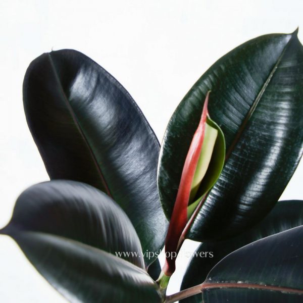ficus elastica black Houseplant- VIP Online flower Shop