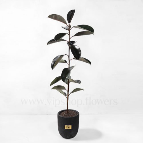 Ficus Elastica Black Houseplant