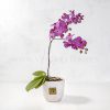 Purple orchid white streak